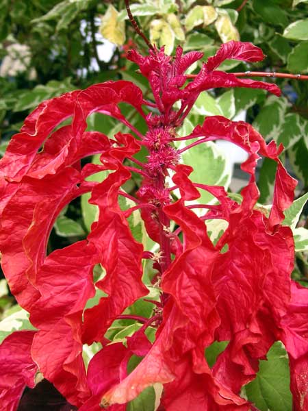 The colour in this image is unretouched