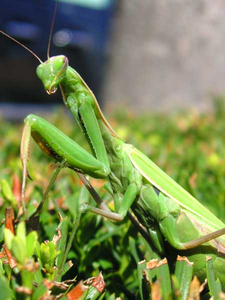 Sunning herself on a shrub