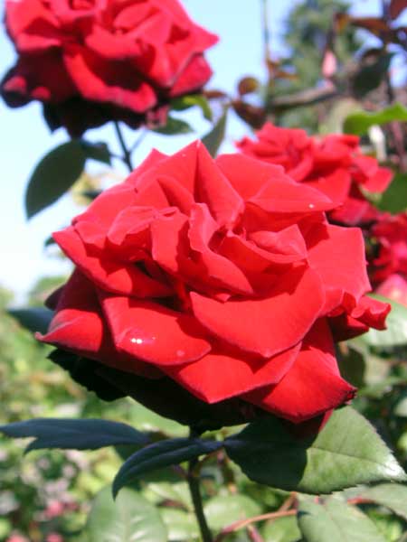 The colour in this image is unretouched. The red has exceeded the saturation ability of my camera