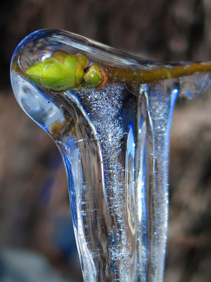 Spring bud frozen in water